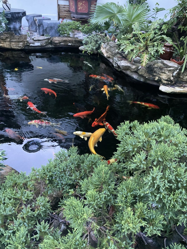 Hồ Cá KOI - SP 017